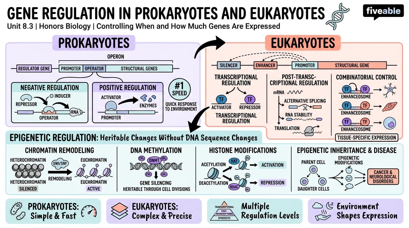 8.3 Gene Regulation in Prokaryotes and Eukaryotes - Honors Biology - Unit 8 visual cheatsheet