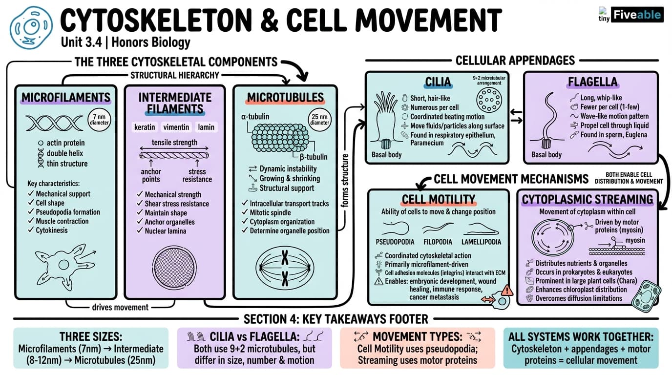 3.4 Cytoskeleton and Cell Movement - Honors Biology - Unit 3 visual cheatsheet