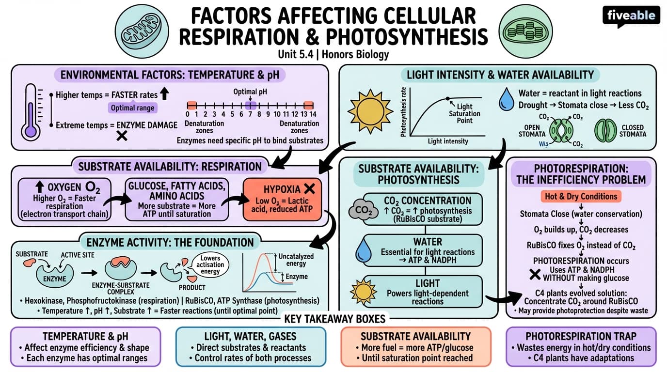 5.4 Factors Affecting Cellular Respiration and Photosynthesis - Honors Biology - Unit 5 visual cheatsheet