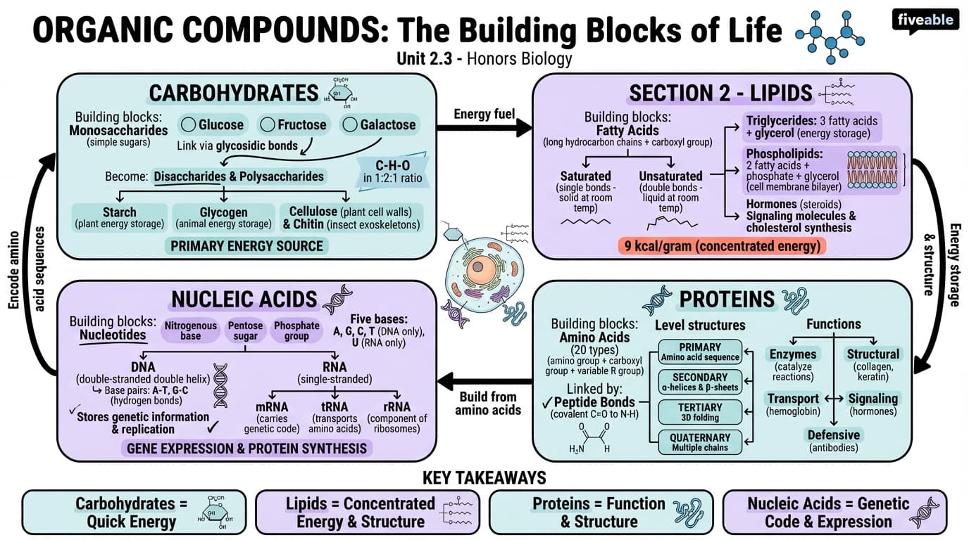 2.3 Organic Compounds: Carbohydrates, Lipids, Proteins, and Nucleic Acids - Honors Biology - Unit 2 visual cheatsheet