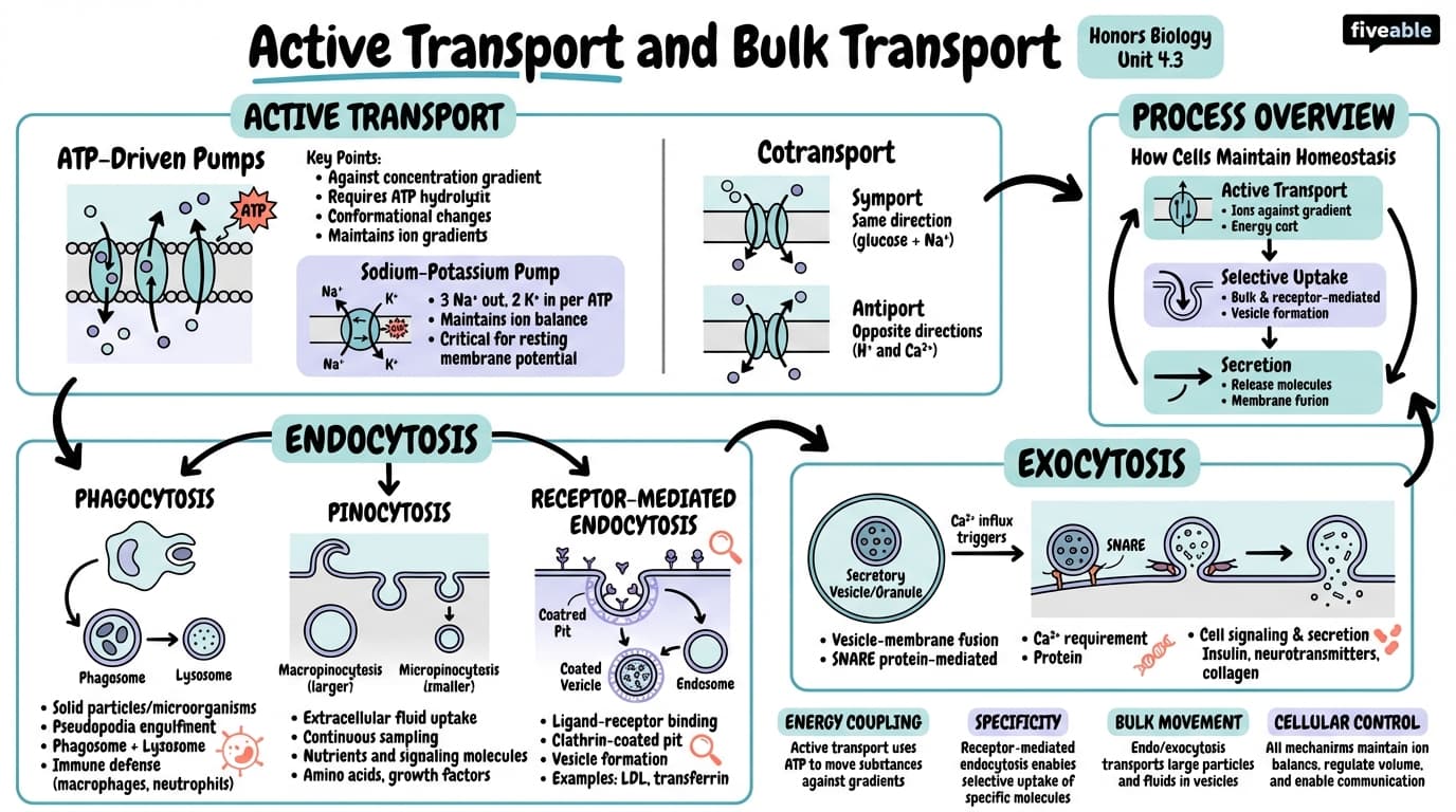 4.3 Active Transport and Bulk Transport - Honors Biology - Unit 4 visual cheatsheet