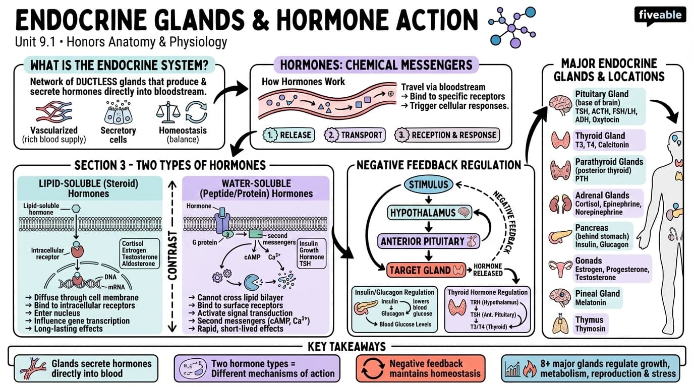 9.1 Endocrine Glands and Hormone Action - Honors Anatomy and Physiology - Unit 9 visual cheatsheet