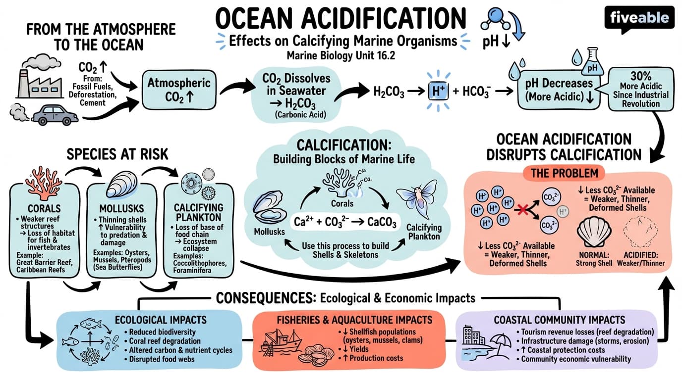 16.2 Ocean acidification and its impacts on calcifying organisms - Marine Biology - Unit 16 visual cheatsheet