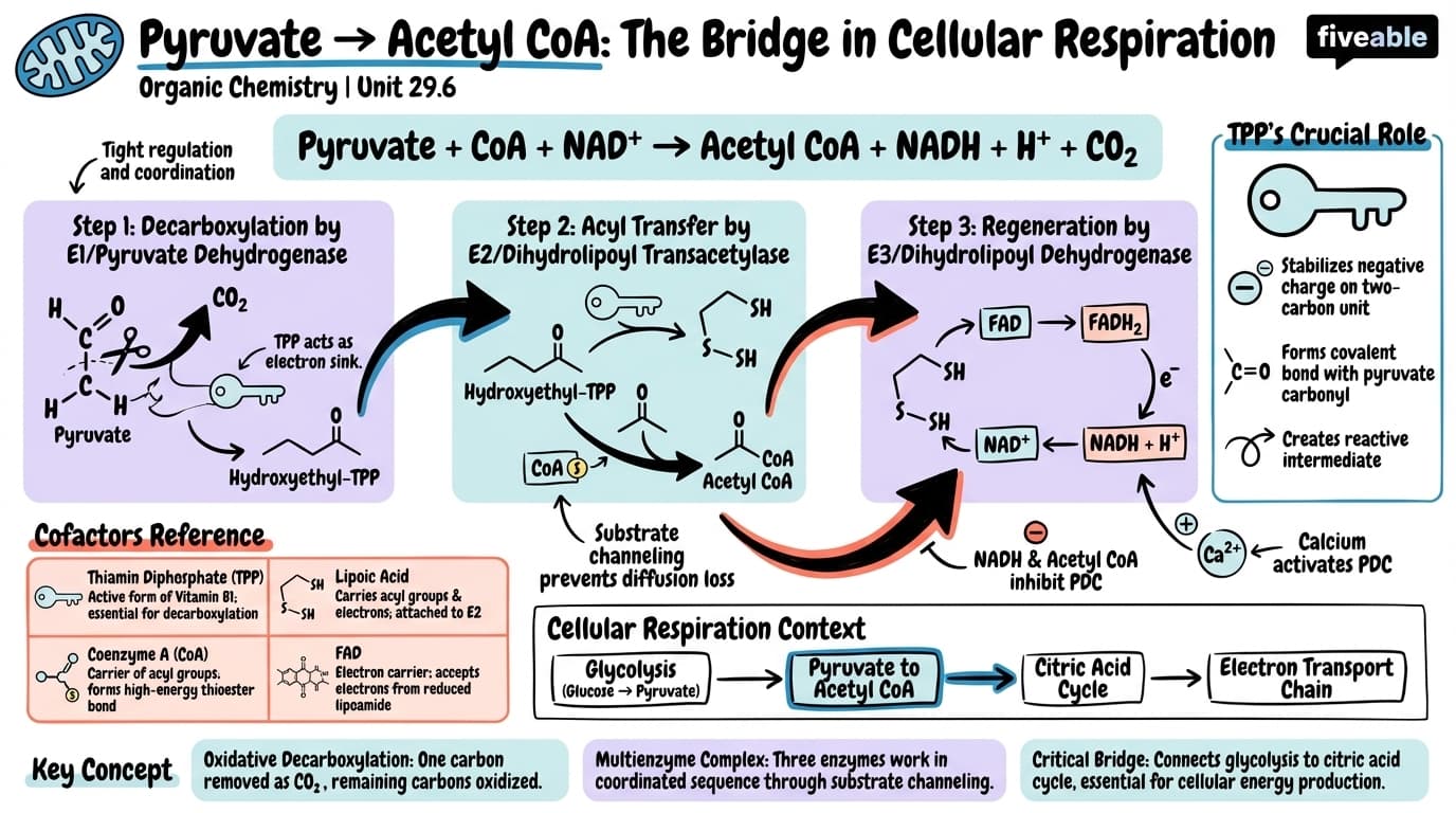 29.6 Conversion of Pyruvate to Acetyl CoA - Organic Chemistry - Unit 29 visual cheatsheet