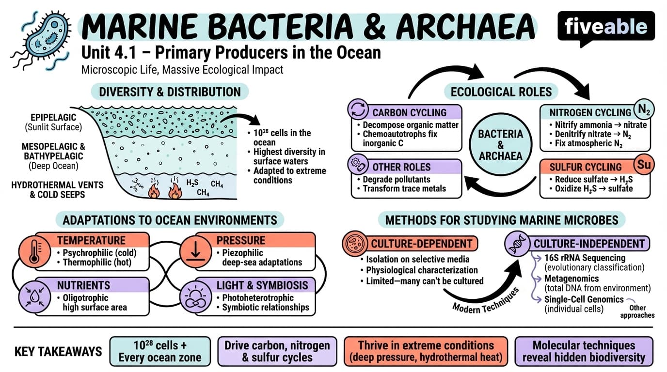 4.1 Marine bacteria and archaea - Marine Biology - Unit 4 visual cheatsheet