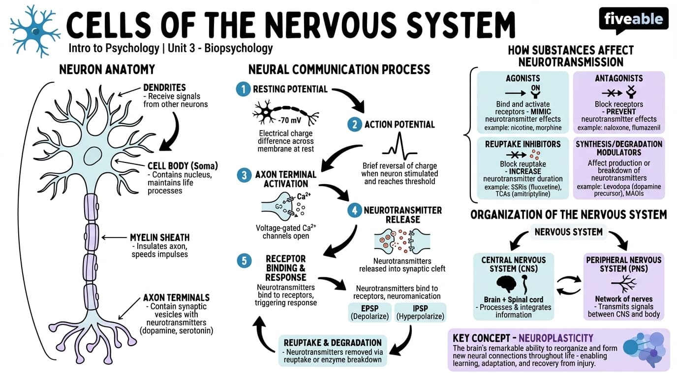 3.2 Cells of the Nervous System - Intro to Psychology - Unit 3 visual cheatsheet