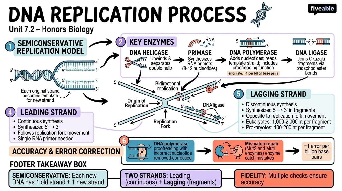 7.2 DNA Replication Process - Honors Biology - Unit 7 visual cheatsheet