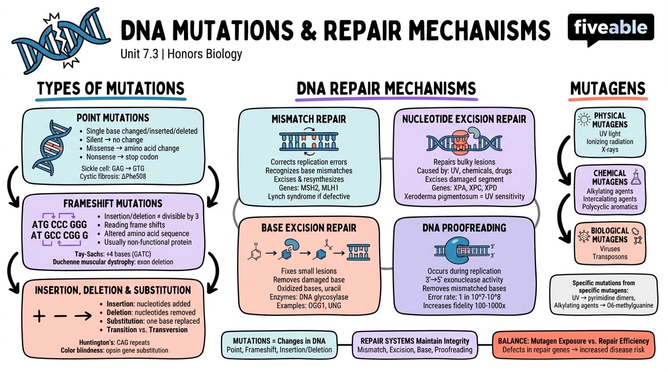 7.3 DNA Mutations and Repair Mechanisms - Honors Biology - Unit 7 visual cheatsheet