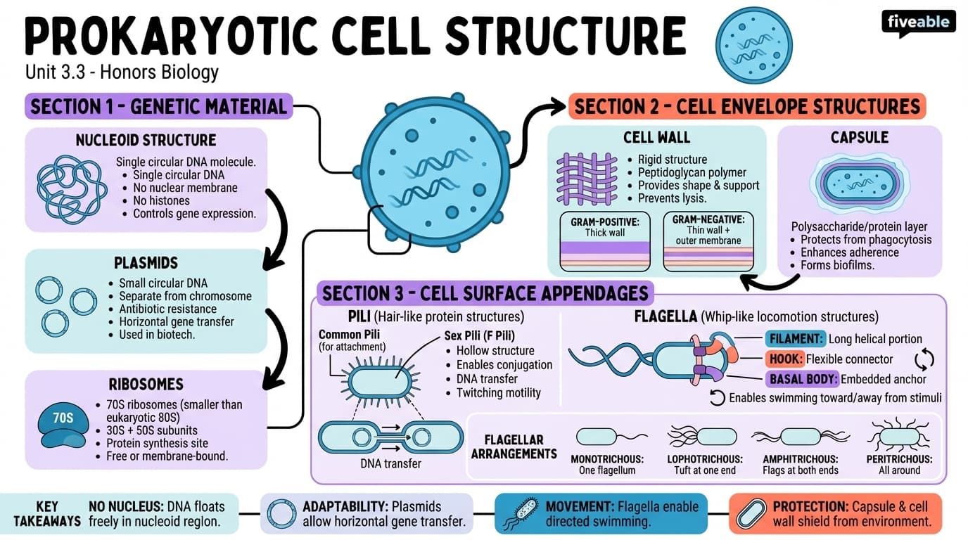 3.3 Prokaryotic Cell Structure - Honors Biology - Unit 3 visual cheatsheet