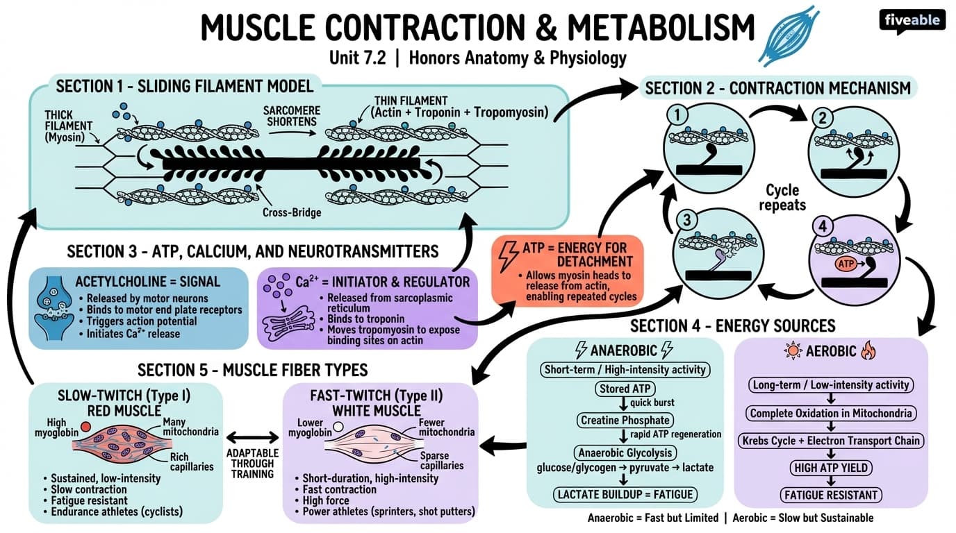 7.2 Muscle Contraction and Metabolism - Honors Anatomy and Physiology - Unit 7 visual cheatsheet