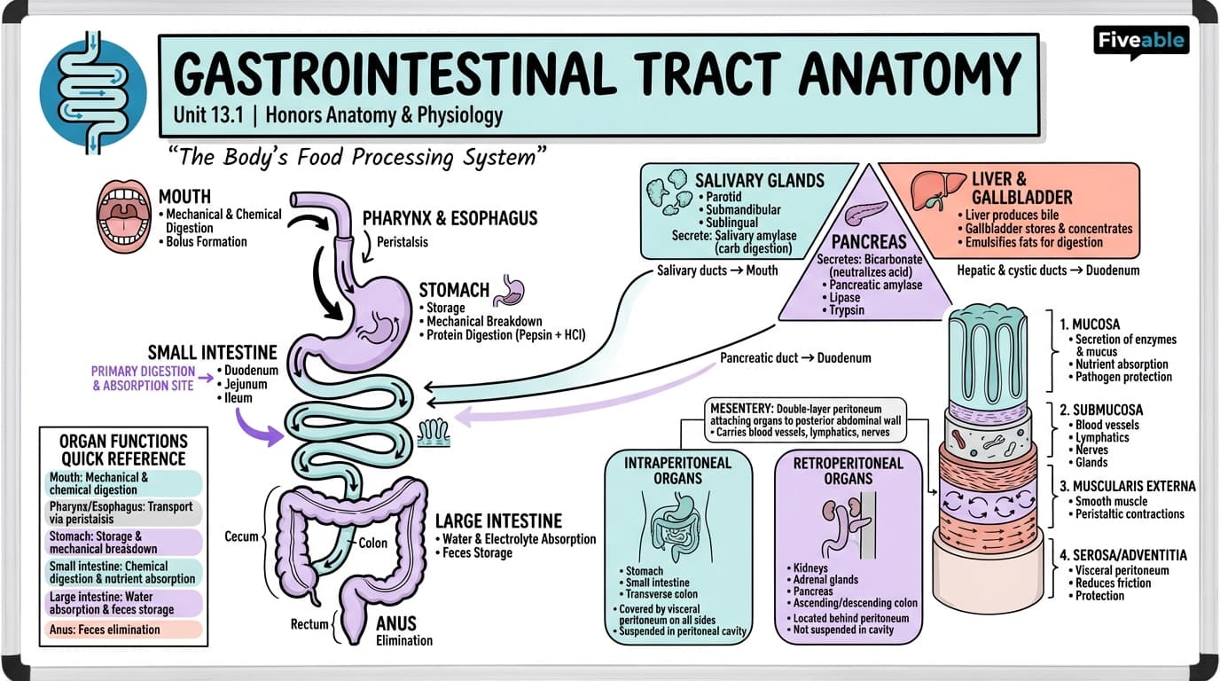 13.1 Gastrointestinal Tract Anatomy - Honors Anatomy and Physiology - Unit 13 visual cheatsheet