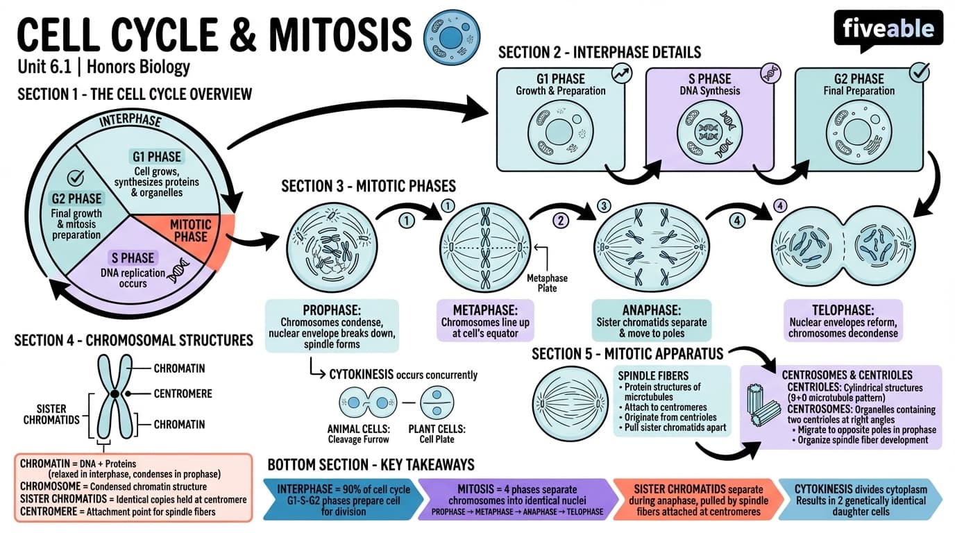 6.1 Cell Cycle and Mitosis - Honors Biology - Unit 6 visual cheatsheet