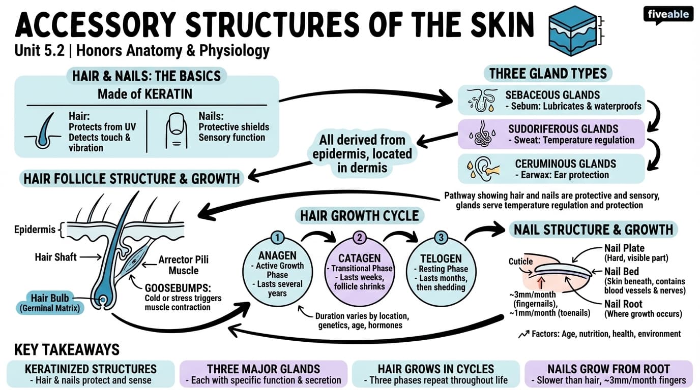 5.2 Accessory Structures of the Skin - Honors Anatomy and Physiology - Unit 5 visual cheatsheet