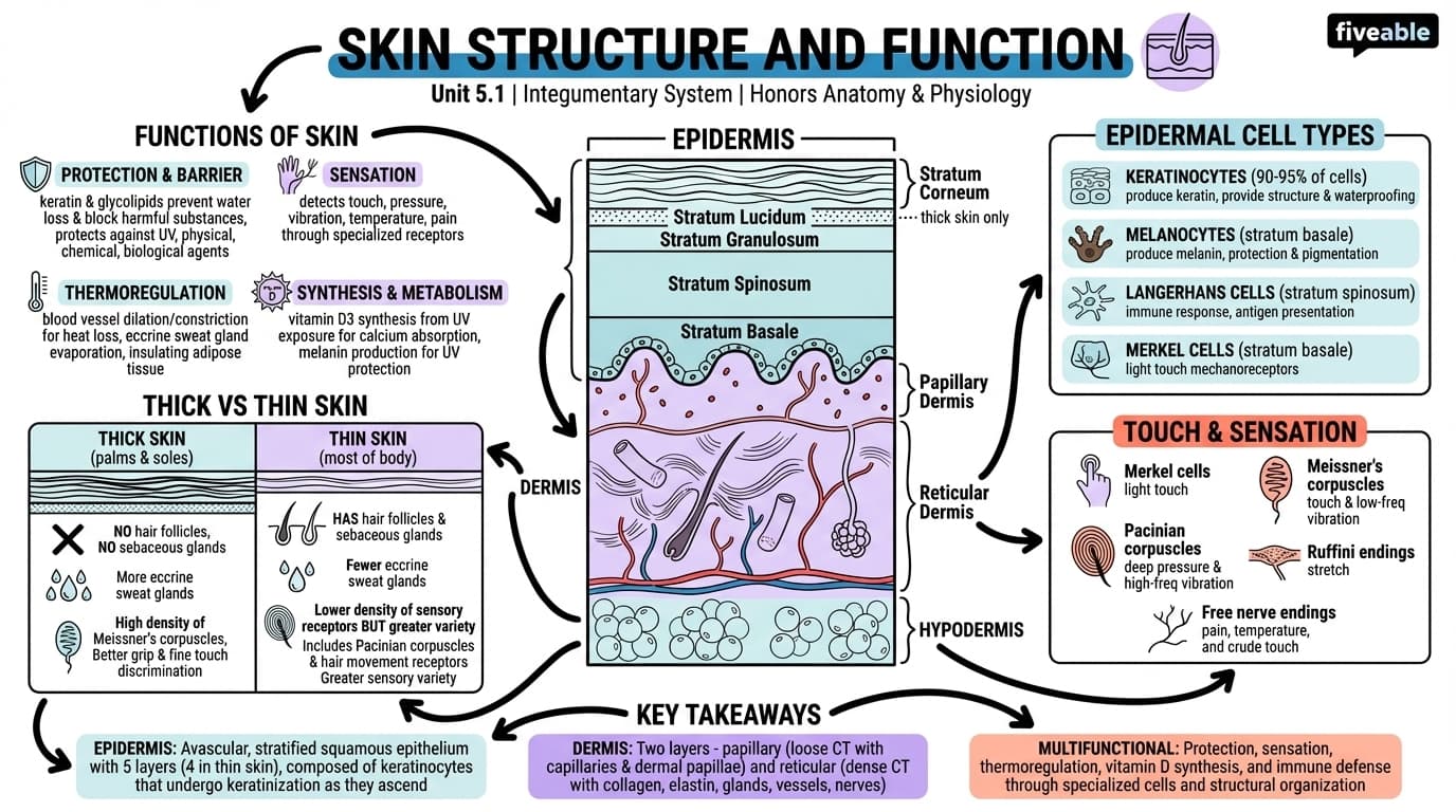 5.1 Skin Structure and Function - Honors Anatomy and Physiology - Unit 5 visual cheatsheet