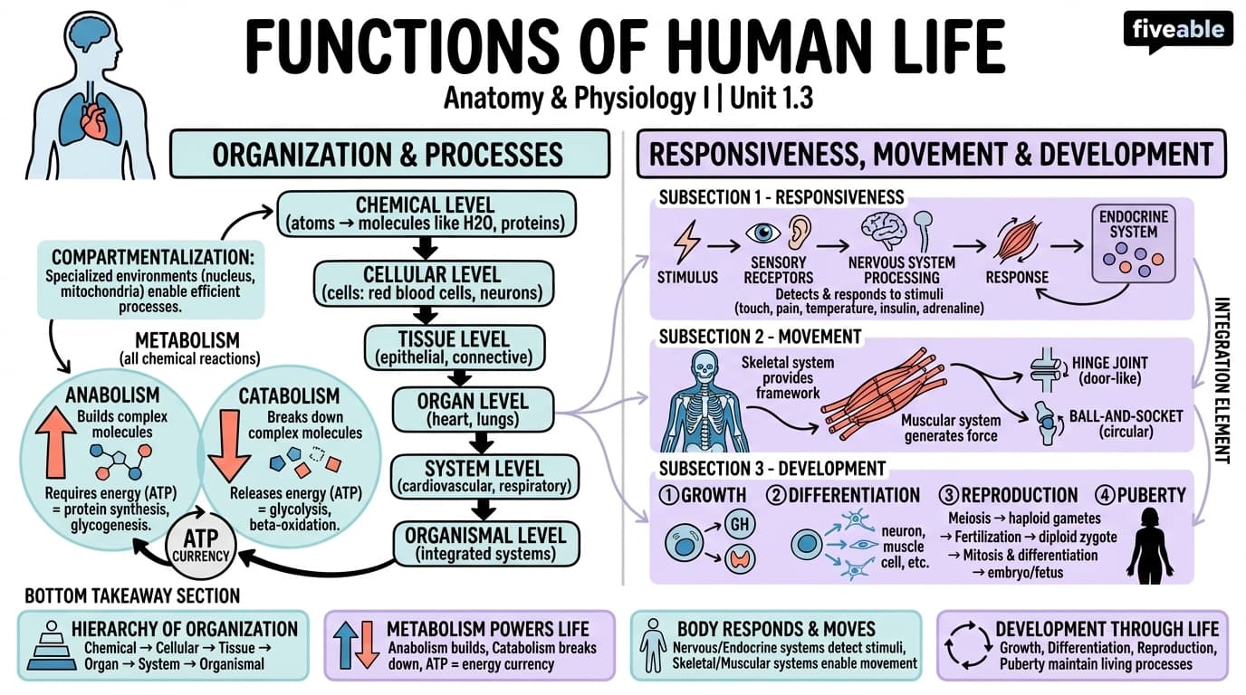 1.3 Functions of Human Life - Anatomy and Physiology I - Unit 1 visual cheatsheet
