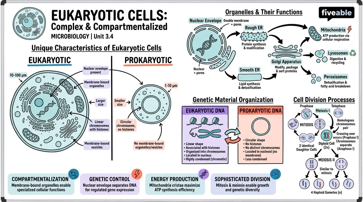 3.4 Unique Characteristics of Eukaryotic Cells - Microbiology - Unit 3 visual cheatsheet