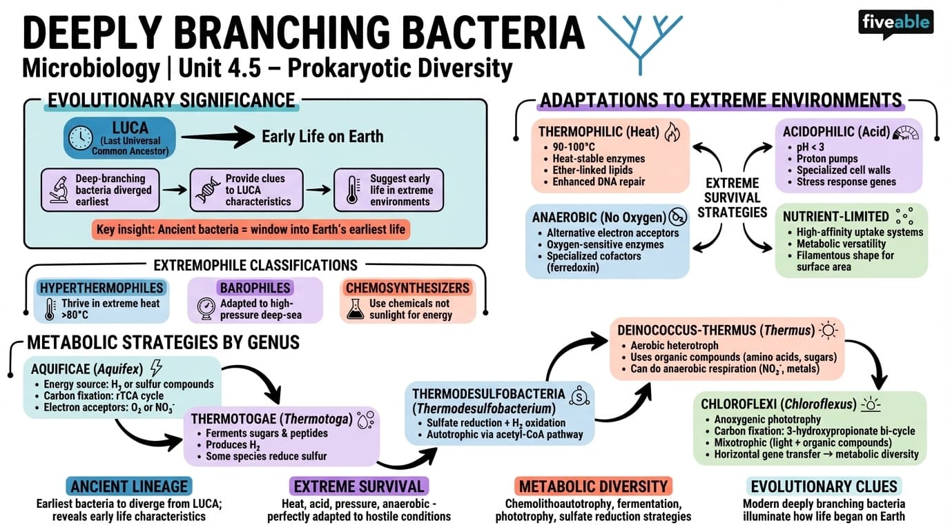 4.5 Deeply Branching Bacteria - Microbiology - Unit 4 visual cheatsheet