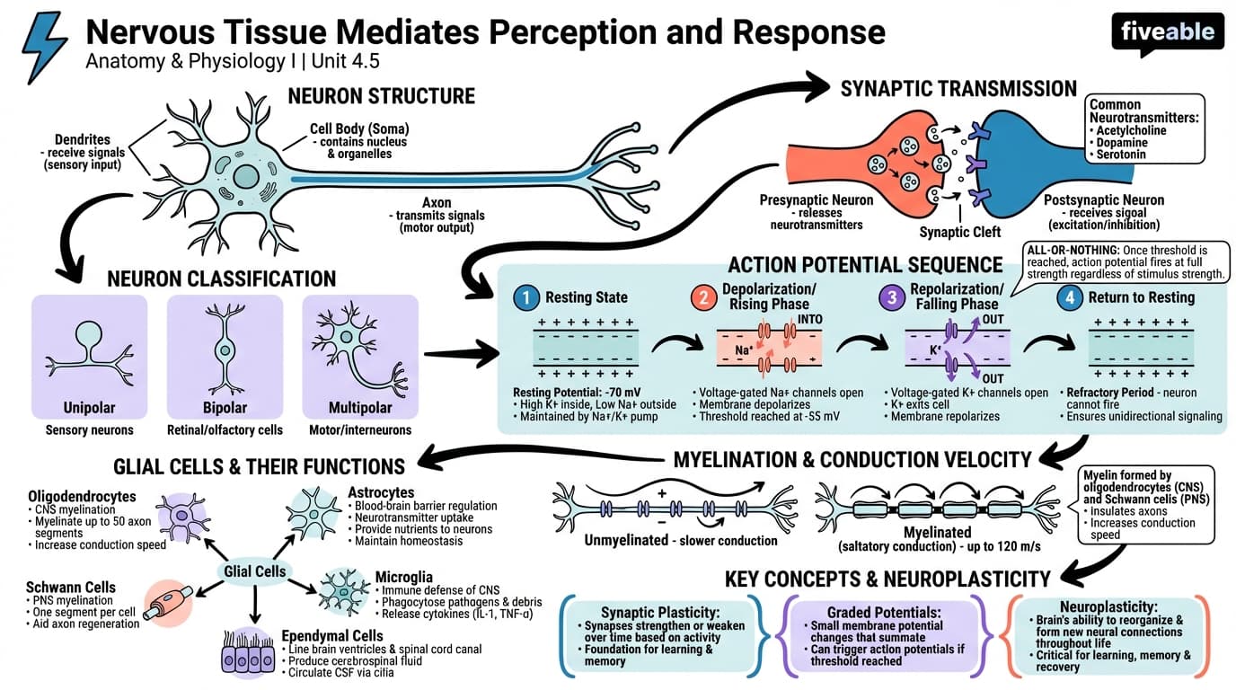 4.5 Nervous Tissue Mediates Perception and Response - Anatomy and Physiology I - Unit 4 visual cheatsheet