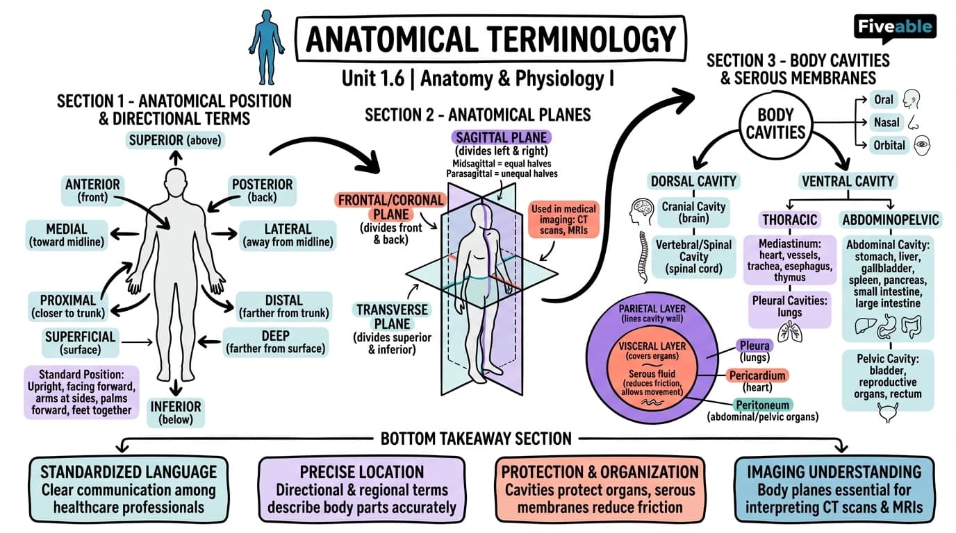 1.6 Anatomical Terminology - Anatomy and Physiology I - Unit 1 visual cheatsheet