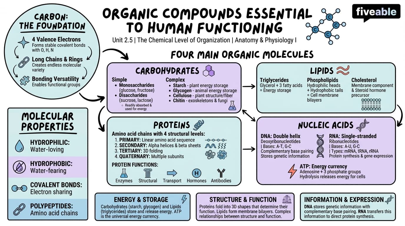 2.5 Organic Compounds Essential to Human Functioning - Anatomy and Physiology I - Unit 2 visual cheatsheet