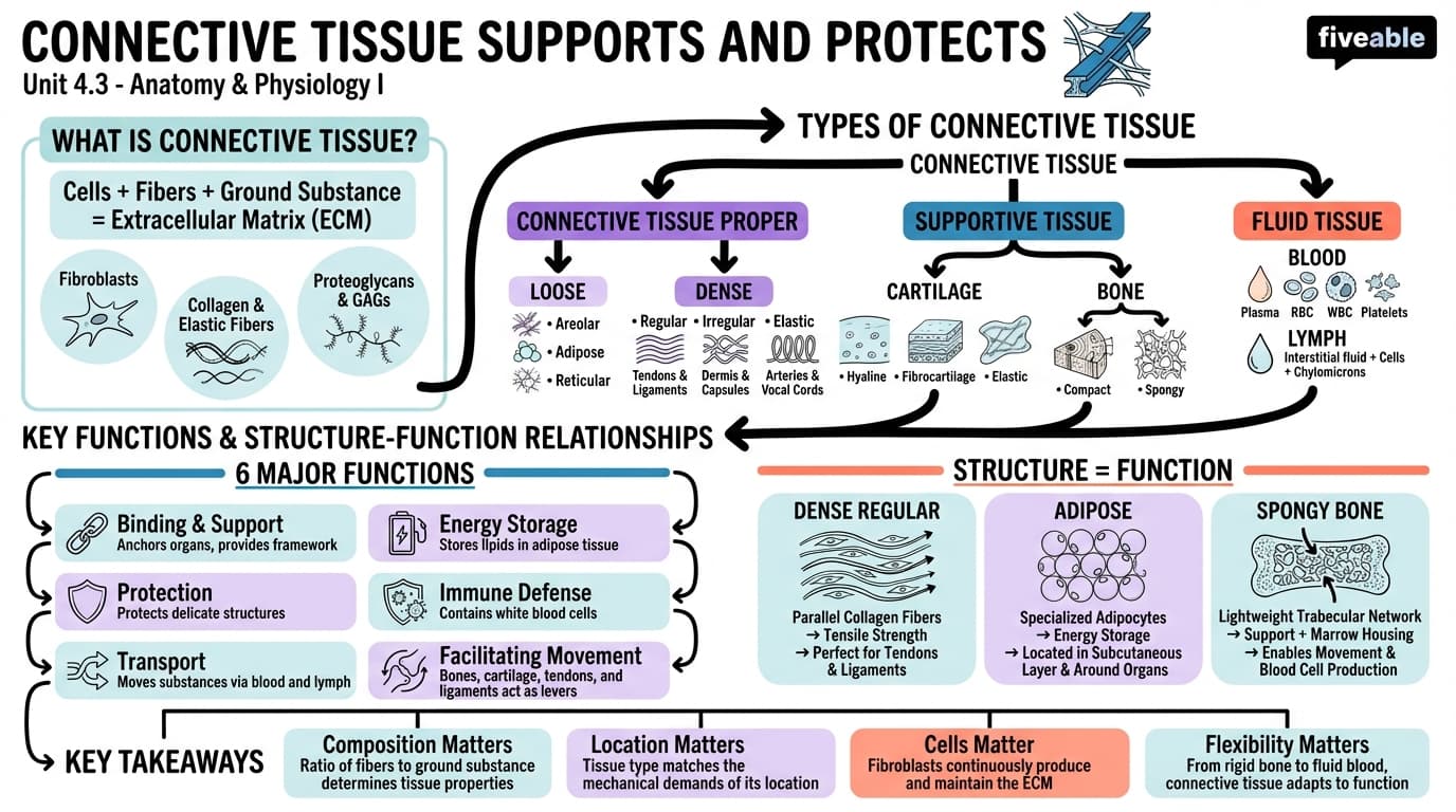 4.3 Connective Tissue Supports and Protects - Anatomy and Physiology I - Unit 4 visual cheatsheet