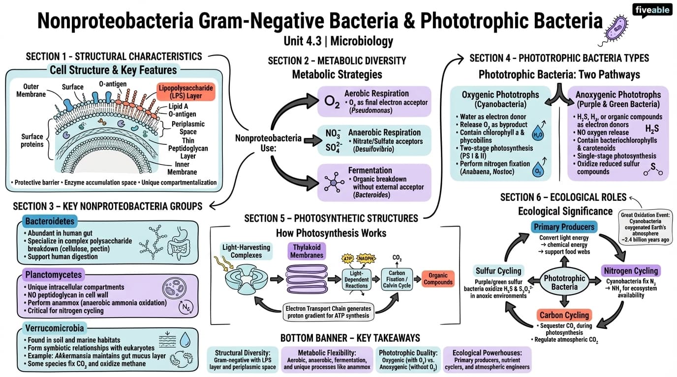 4.3 Nonproteobacteria Gram-Negative Bacteria and Phototrophic Bacteria - Microbiology - Unit 4 visual cheatsheet