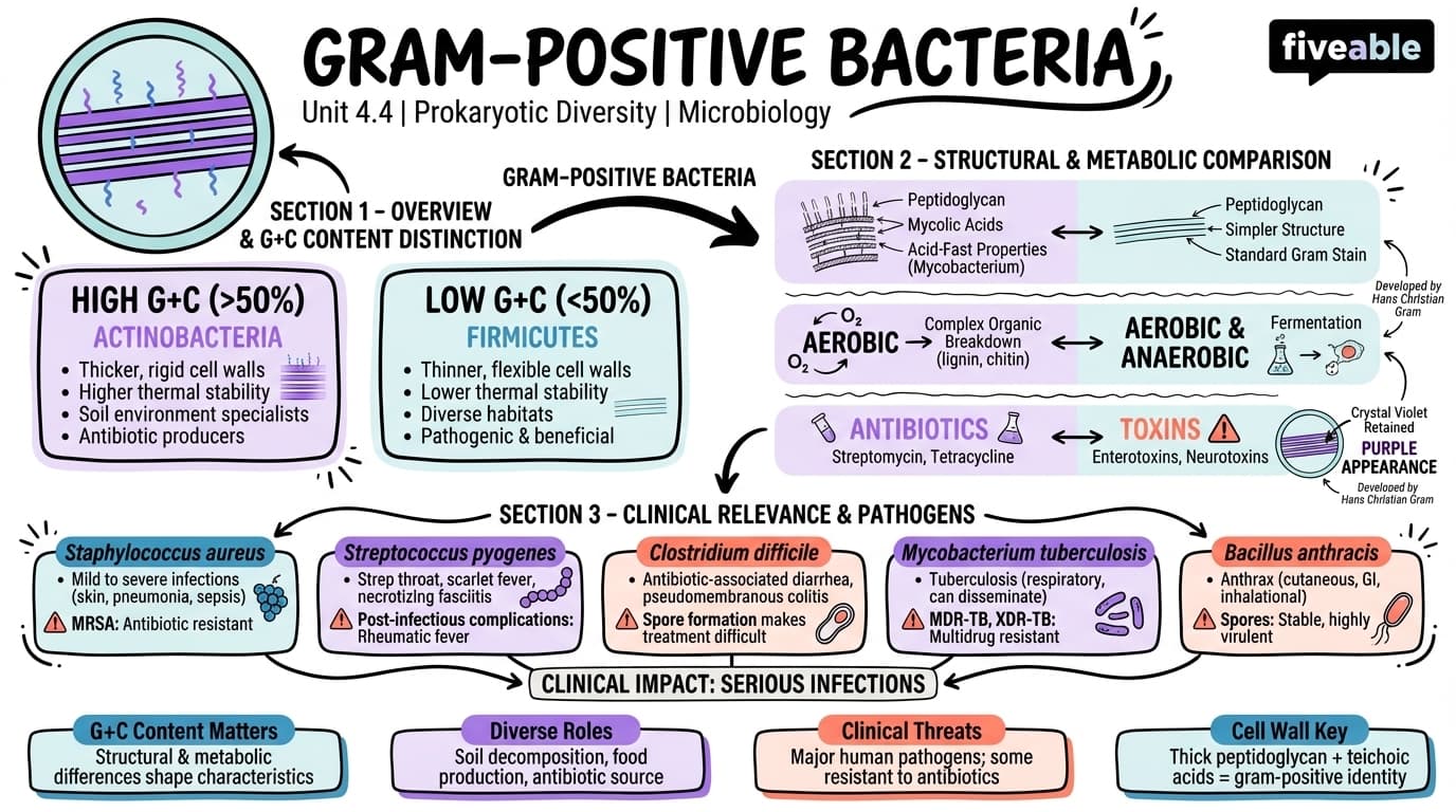 4.4 Gram-Positive Bacteria - Microbiology - Unit 4 visual cheatsheet