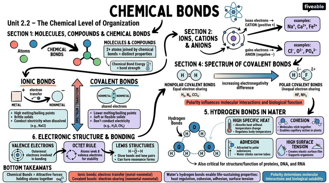 2.2 Chemical Bonds - Anatomy and Physiology I - Unit 2 visual cheatsheet