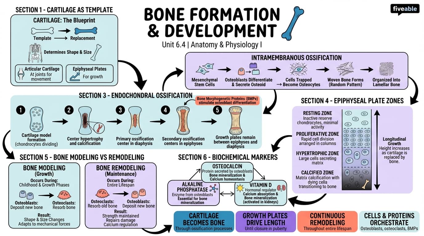 6.4 Bone Formation and Development - Anatomy and Physiology I - Unit 6 visual cheatsheet