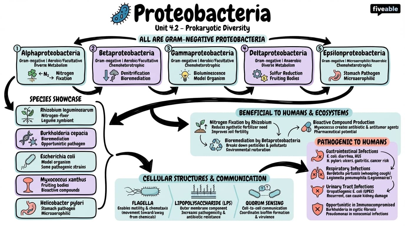 4.2 Proteobacteria - Microbiology - Unit 4 visual cheatsheet