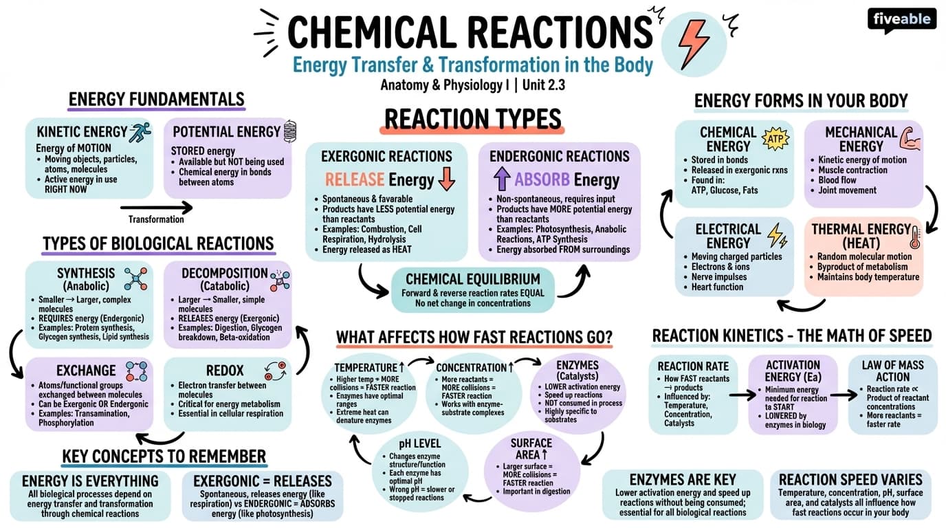 2.3 Chemical Reactions - Anatomy and Physiology I - Unit 2 visual cheatsheet