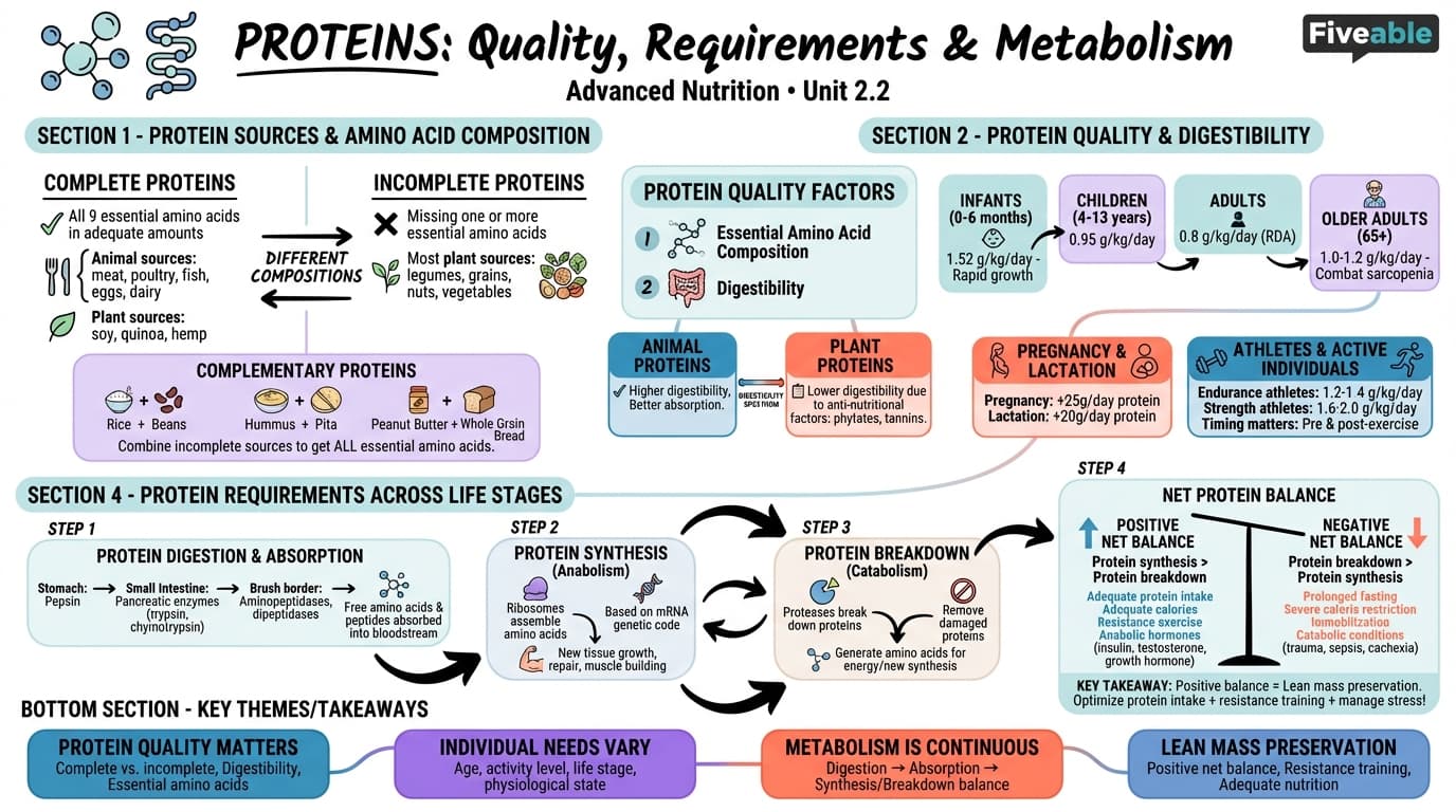 2.2 Proteins: Quality, requirements, and metabolism - Advanced Nutrition - Unit 2 visual cheatsheet