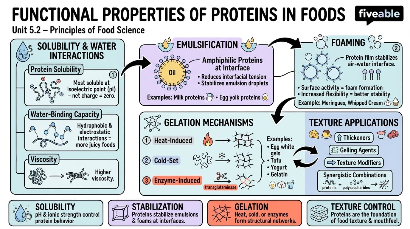 5.2 Functional properties of proteins in foods - Principles of Food Science - Unit 5 visual cheatsheet