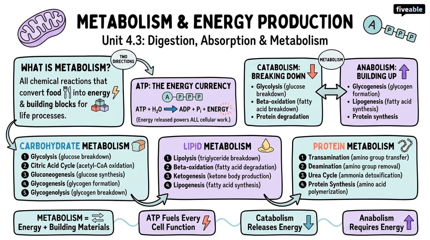 4.3 Metabolism and Energy Production - Intro to Nutrition - Unit 4 visual cheatsheet
