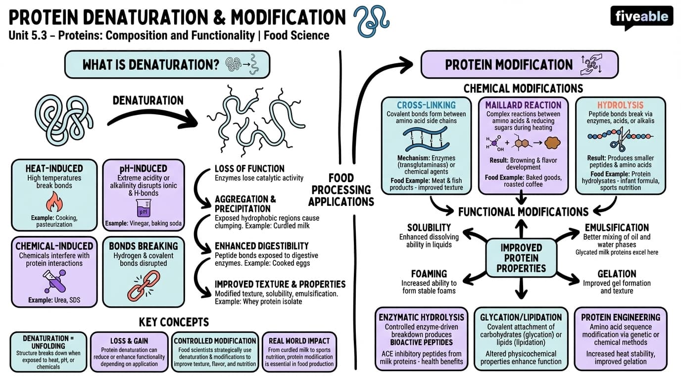 5.3 Protein denaturation and modification - Principles of Food Science - Unit 5 visual cheatsheet