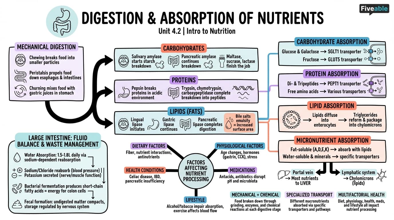 4.2 Digestion and Absorption of Nutrients - Intro to Nutrition - Unit 4 visual cheatsheet