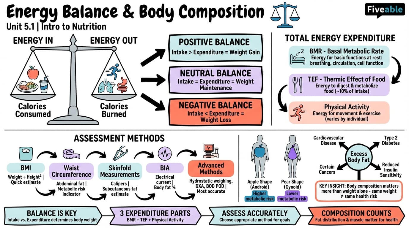 5.1 Energy Balance Equation and Body Composition - Intro to Nutrition - Unit 5 visual cheatsheet