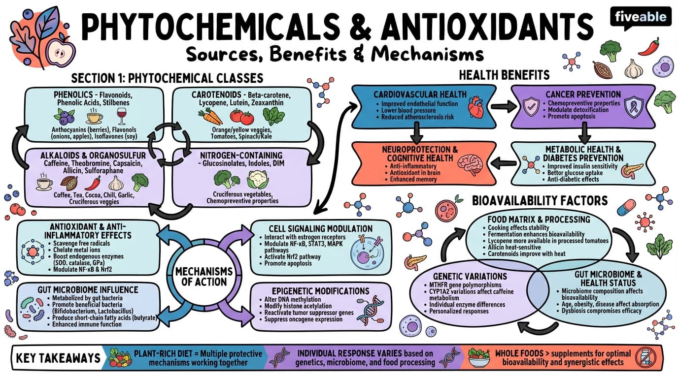 3.3 Phytochemicals and antioxidants: Sources, benefits, and mechanisms of action - Advanced Nutrition - Unit 3 visual cheatsheet