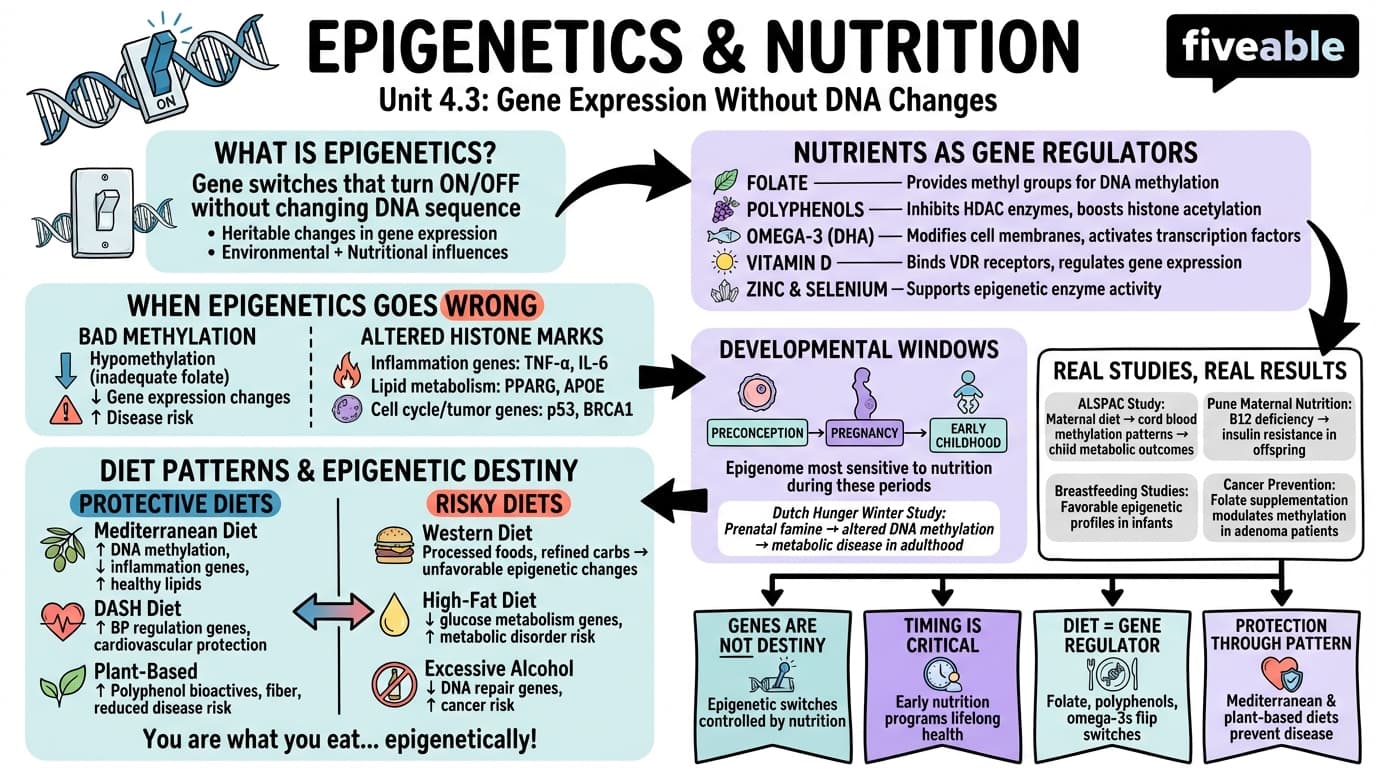4.3 Epigenetics and the role of nutrition in gene expression - Advanced Nutrition - Unit 4 visual cheatsheet
