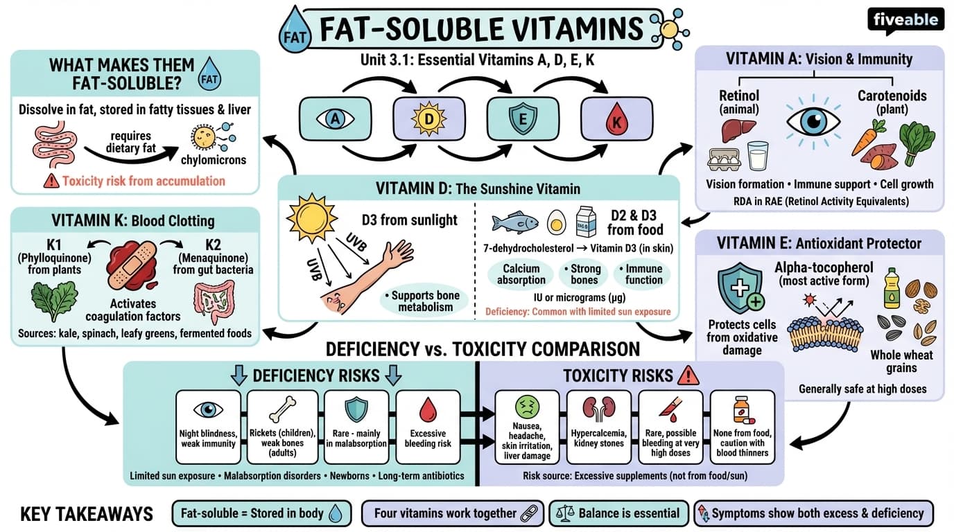 3.1 Fat-Soluble Vitamins - Intro to Nutrition - Unit 3 visual cheatsheet