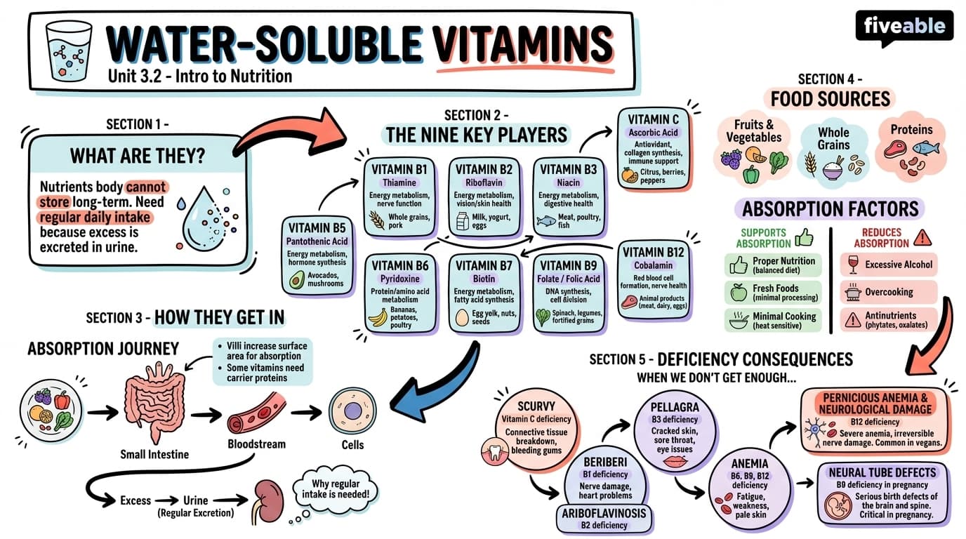 3.2 Water-Soluble Vitamins - Intro to Nutrition - Unit 3 visual cheatsheet