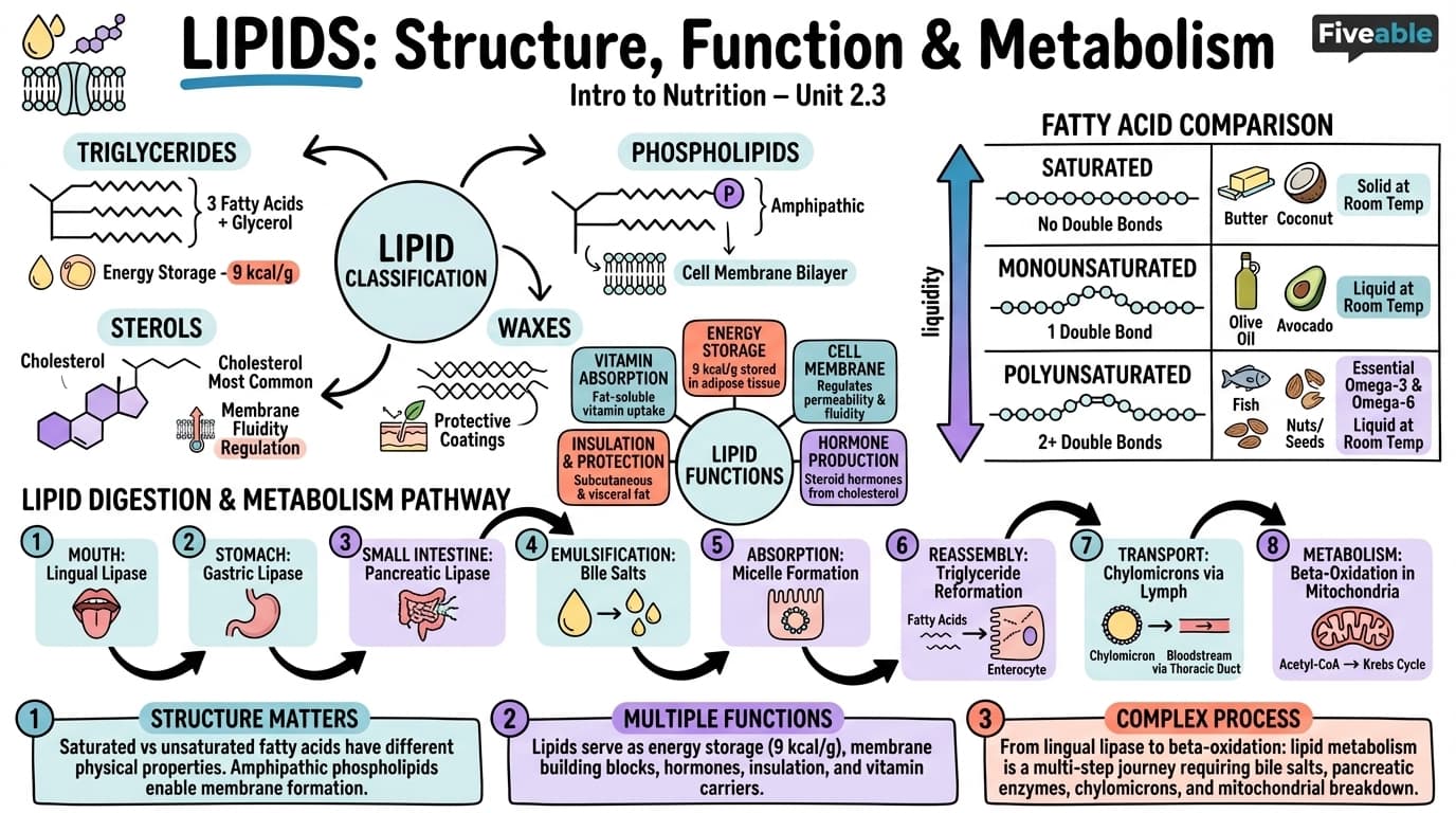 2.3 Lipids: Structure, Function, and Metabolism - Intro to Nutrition - Unit 2 visual cheatsheet