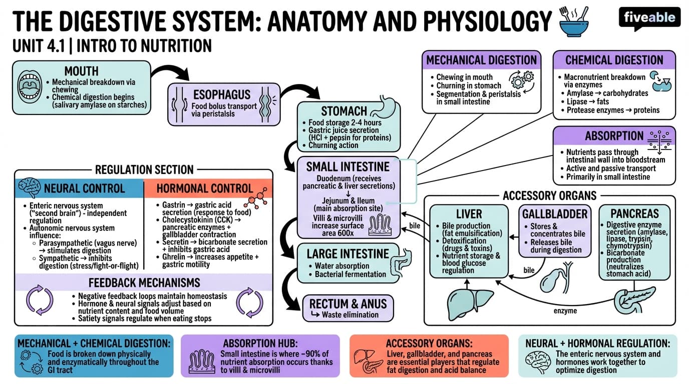 4.1 The Digestive System: Anatomy and Physiology - Intro to Nutrition - Unit 4 visual cheatsheet