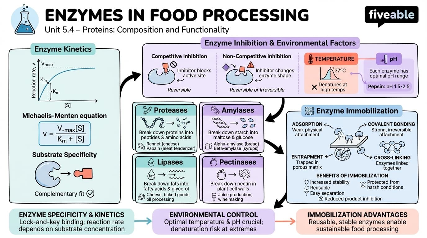 5.4 Enzymes in food processing - Principles of Food Science - Unit 5 visual cheatsheet