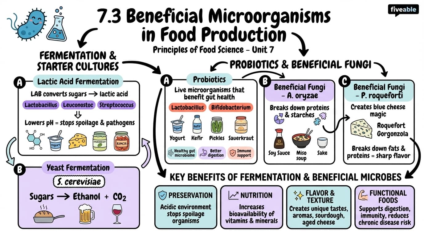 7.3 Beneficial microorganisms in food production - Principles of Food Science - Unit 7 visual cheatsheet