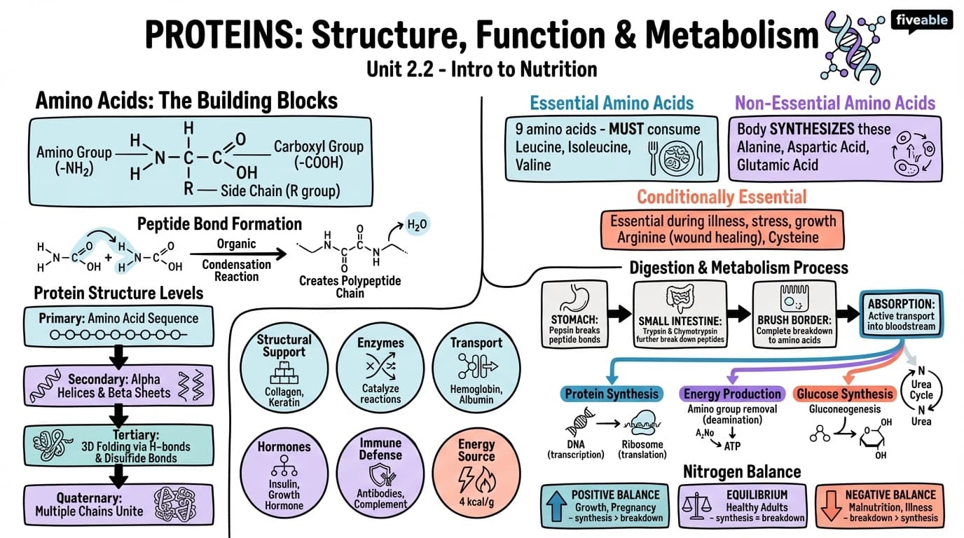 2.2 Proteins: Structure, Function, and Metabolism - Intro to Nutrition - Unit 2 visual cheatsheet