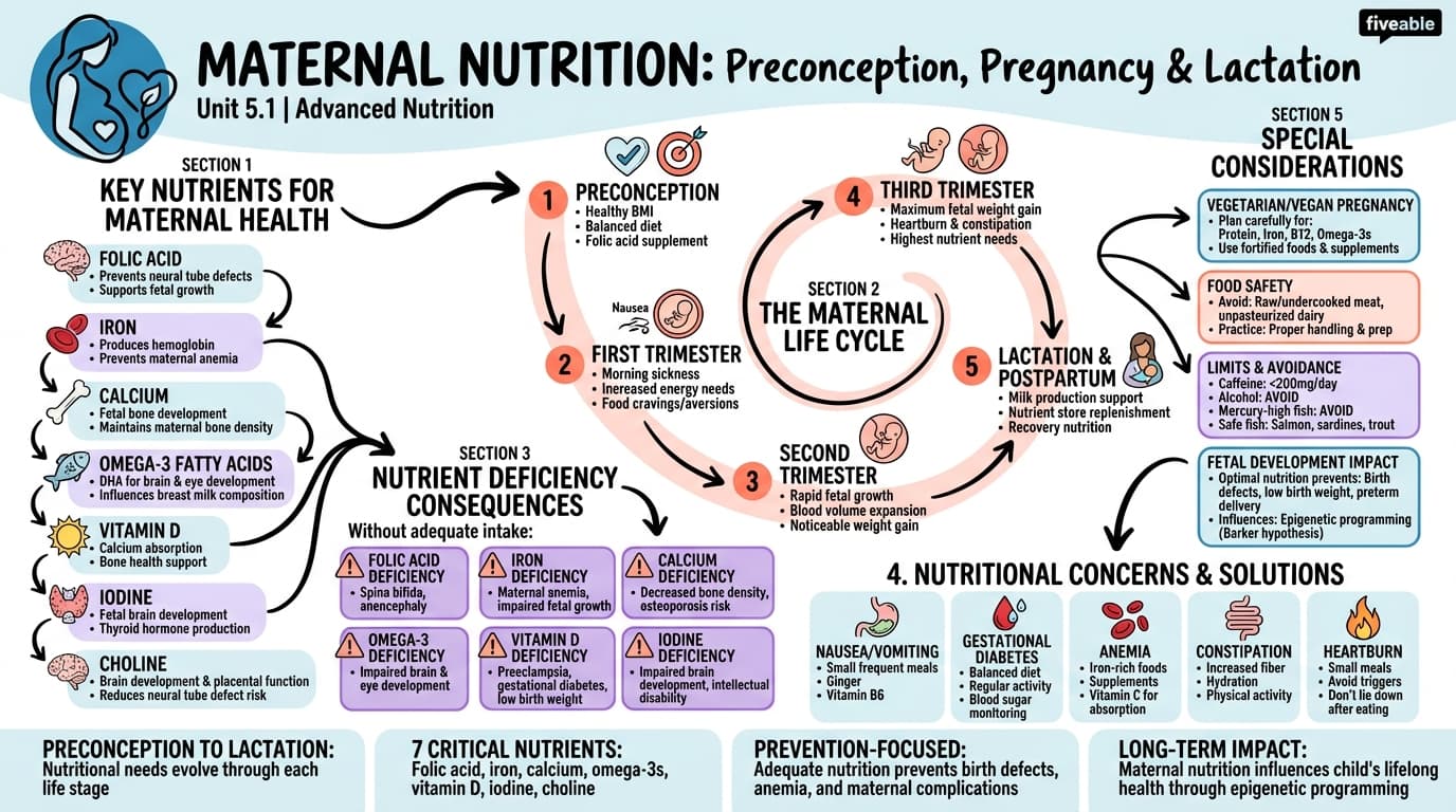5.1 Maternal nutrition: Preconception, pregnancy, and lactation - Advanced Nutrition - Unit 5 visual cheatsheet