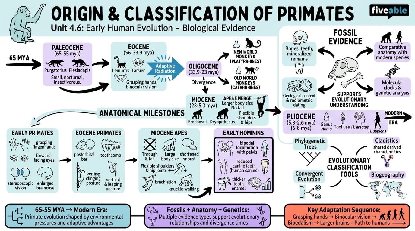4.6 Origin of and Classification of Primates - Intro to Anthropology - Unit 4 visual cheatsheet