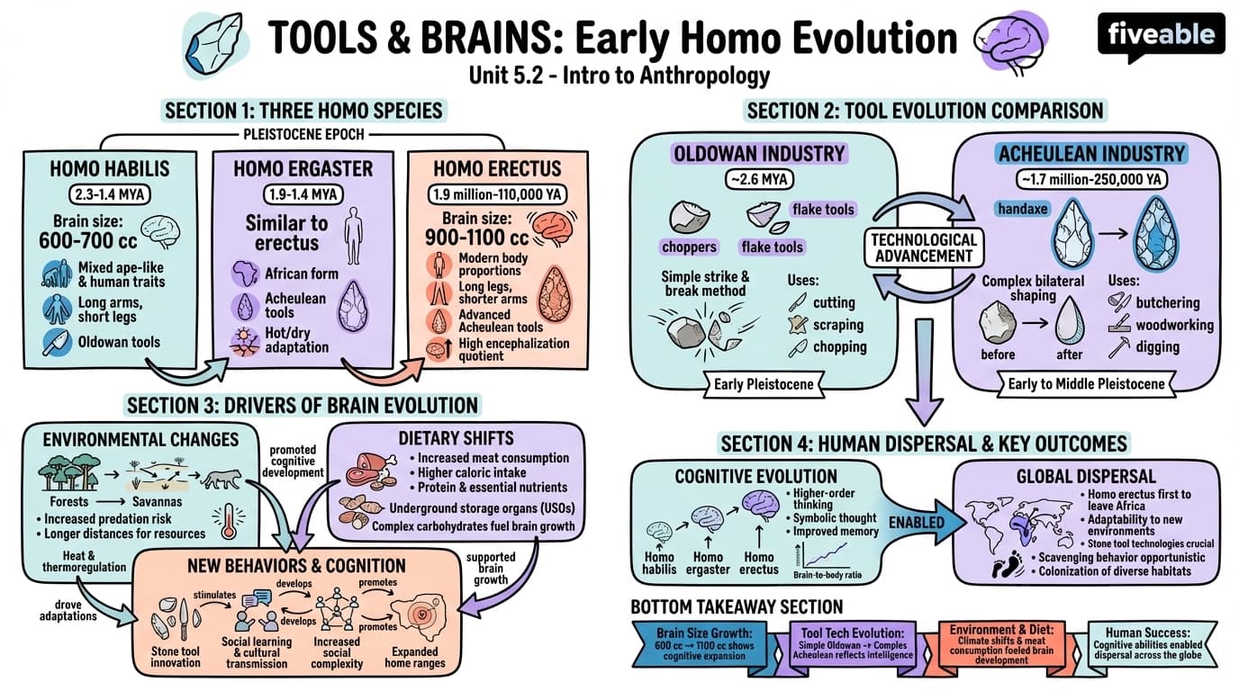 5.2 Tools and Brains: Homo habilis, Homo ergaster, and Homo erectus - Intro to Anthropology - Unit 5 visual cheatsheet