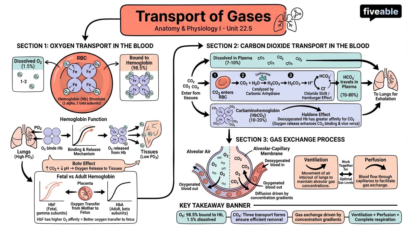 22.5 Transport of Gases - Anatomy and Physiology I - Unit 22 visual cheatsheet